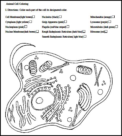 Cell labeled Worksheet Coloring  coloring worksheet animal cell Animal